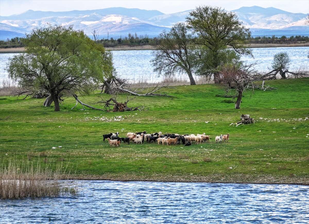 Konya’da bu sürü, adada tek başına yaşıyor 10